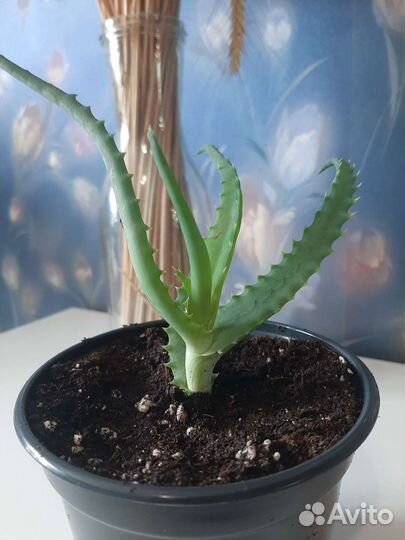 Алоэ лечебный