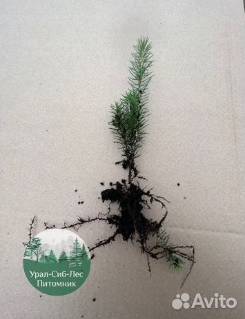 Сеянцы зкс Сосна Ель Лиственница окс Голуб Горн