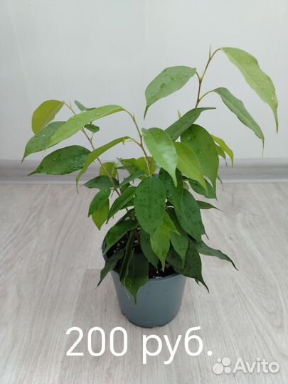 Фикус Бенджамина