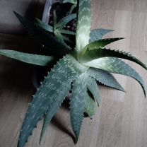 Алоэ лечебный