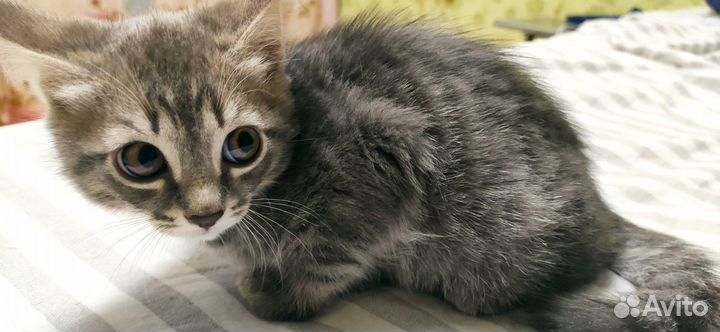 Котёнок ищет дом