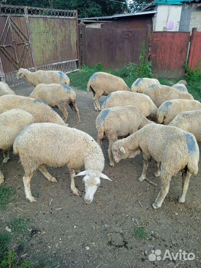 Продам овец