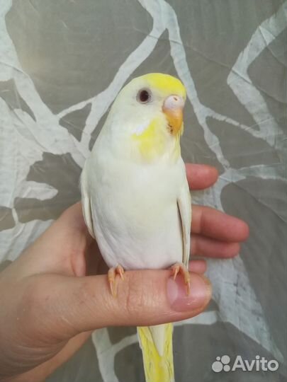 Ручные волнистые птенцы
