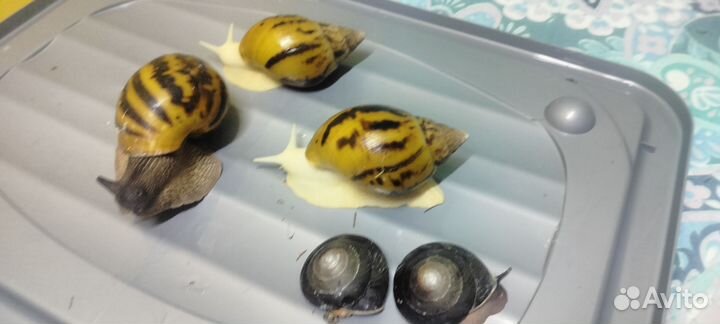 Улитки ахатины
