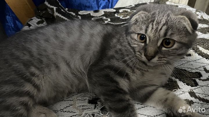 Британские котята