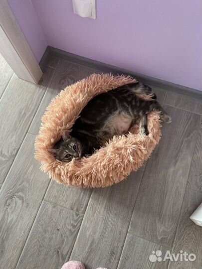 Кот в добрые руки