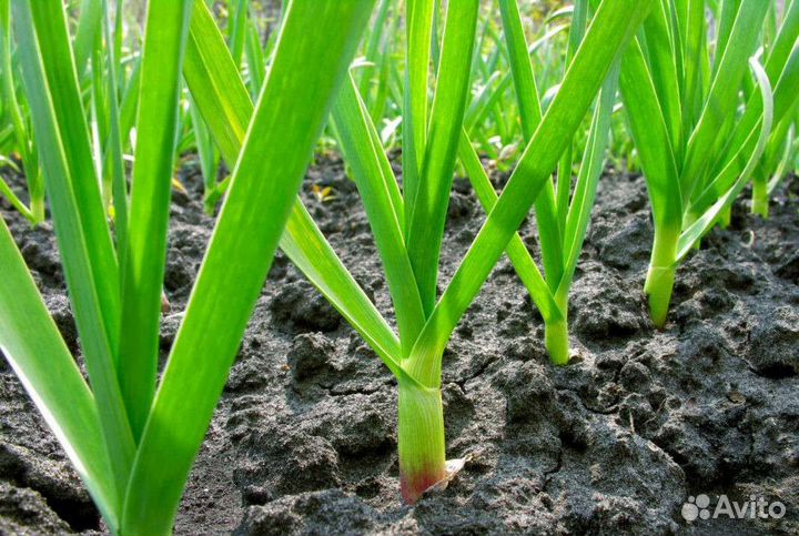 Малина, рассада чеснока