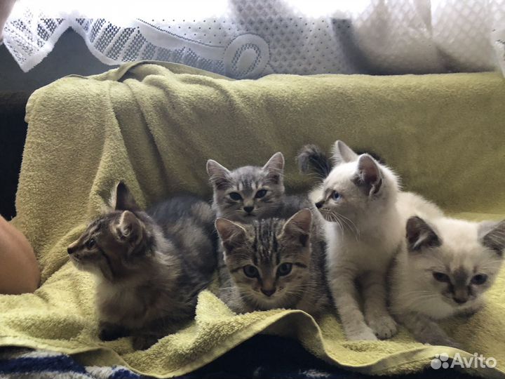 Маскарадные котята