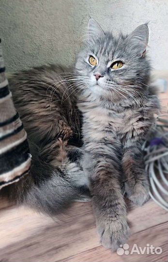 Ищет дом кошечка дымчато-бежевая