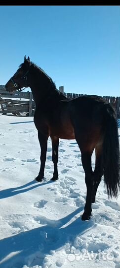 Жеребец орловский рысак