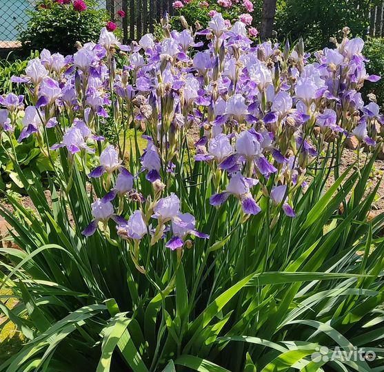 Цветы для сада. Многолетние. Ирисы