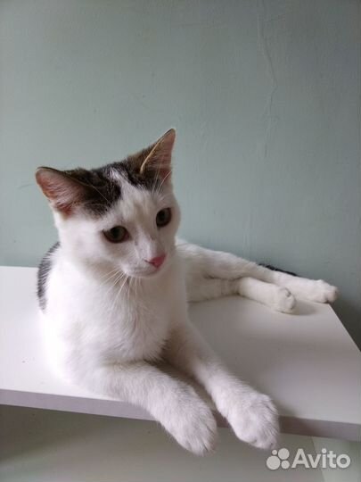 Котик котёнок