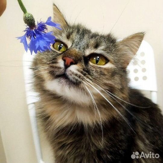 Рина ищет дом