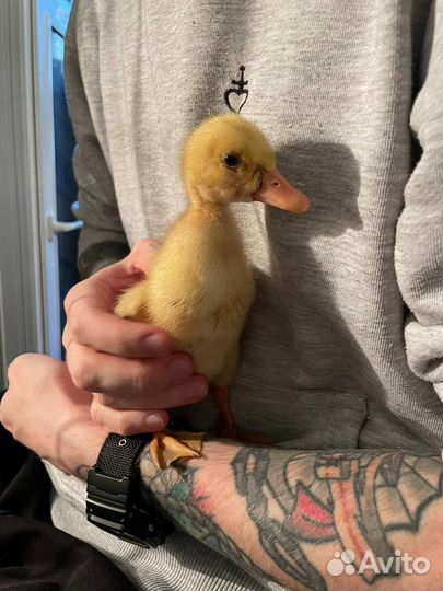 Бройлеры. Индюшата. Цыплята и др. птица