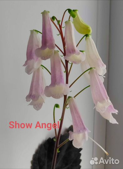 Смитианты набор