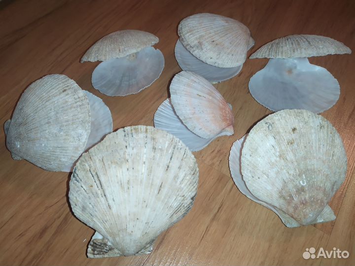 Раковина моллюска ракушка для аквариума