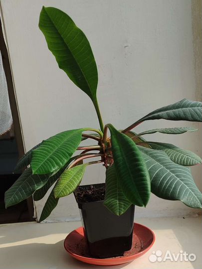 Молочай гребенчатый