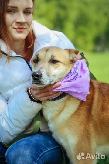 Рыжая красотка Шейла из приюта Некрасовка