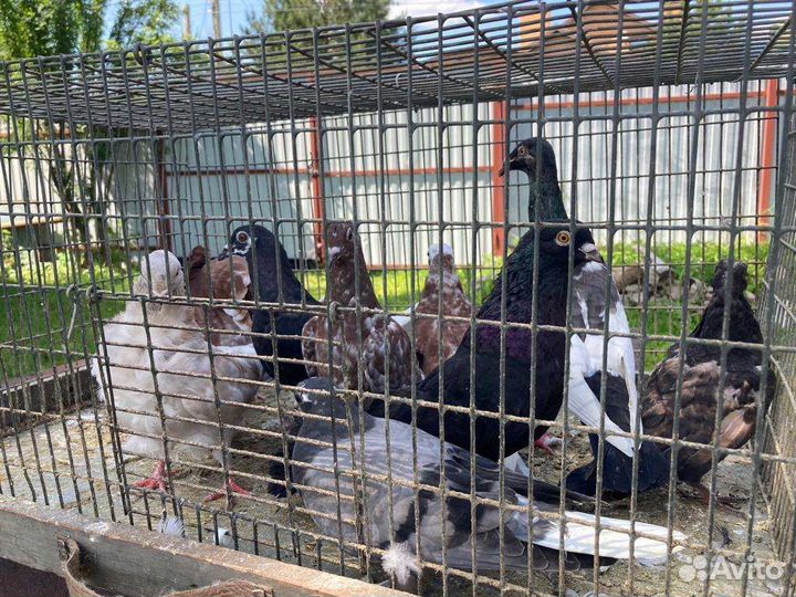 Продажа голубей