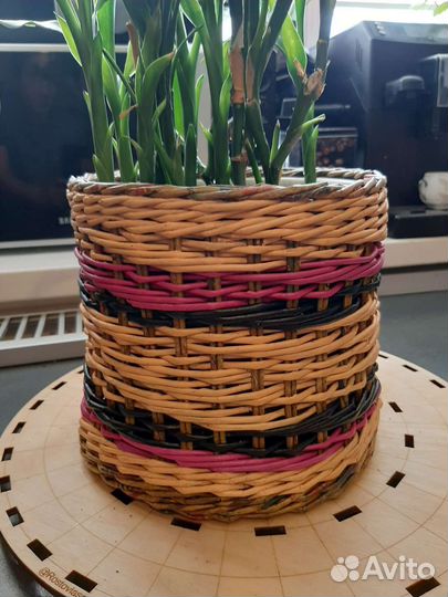 Дендробиум