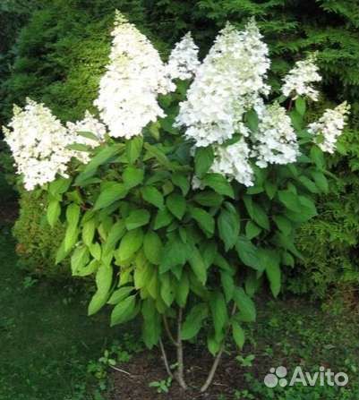 Гортензия метельчатая киушу