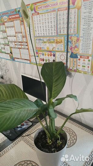 Спатифиллум