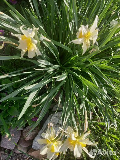 Луковицы нарциссов