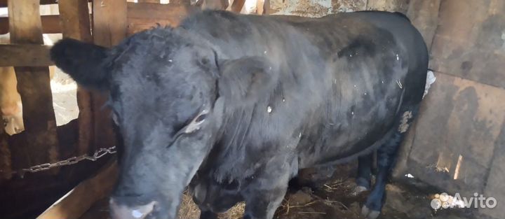 Бык на мясо живым весом