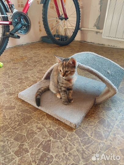 Котёнок ищет дом