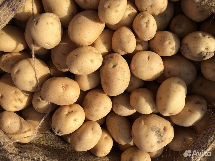 Картофель кормовой
