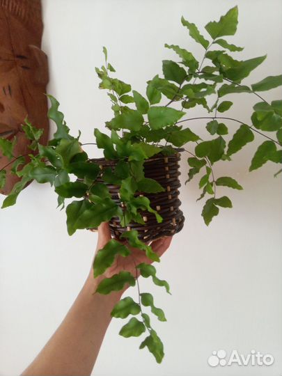 Комнатный папоротник пеллея виридис