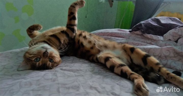 Вязка с котом бенгалом