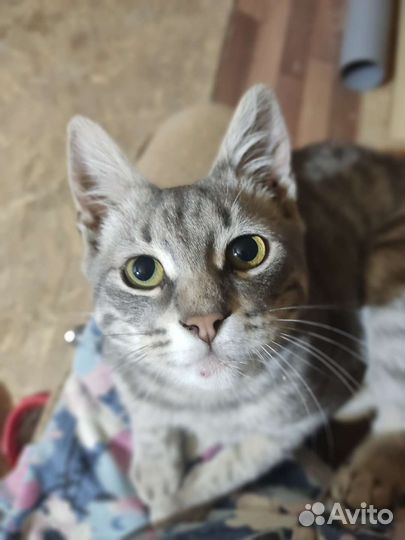Котенок в добрые руки