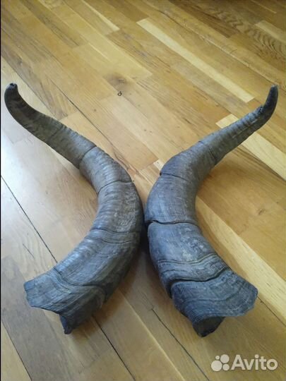 Рога горного тура