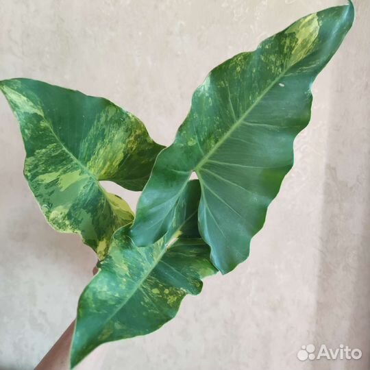 Филодендрон вильямси вариегатный