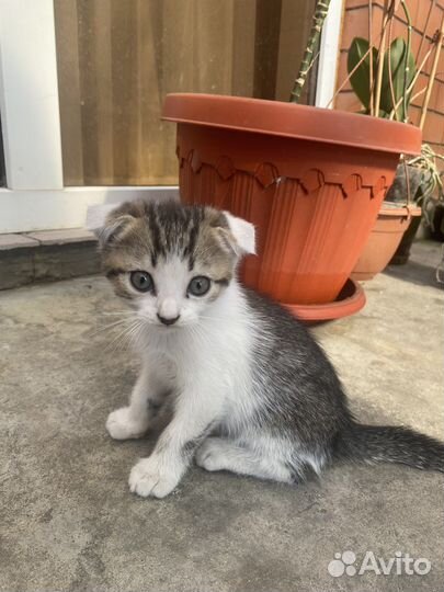 Кошка