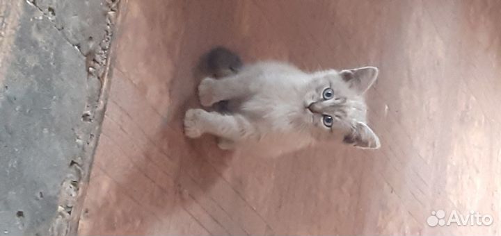 Кошки в добрые руки