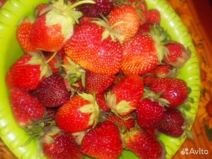 Клубника рассада