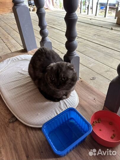 Кот вислоухий шотландец