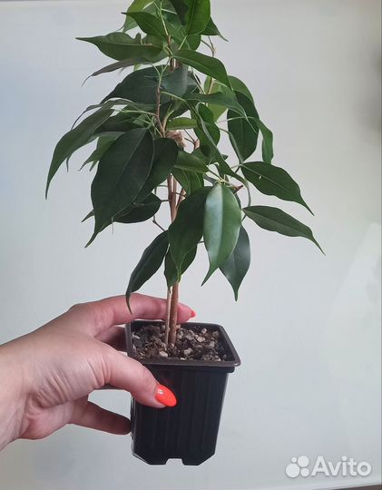 Фикус бенджамина Даниэль