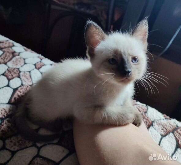 Тайский кот