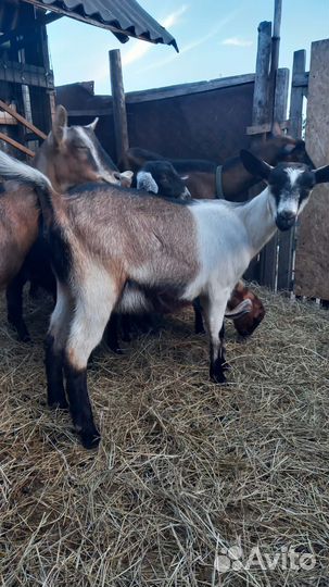 Породистые козочки