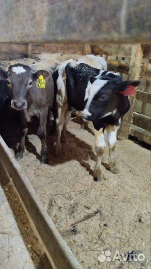 Бычки и телочки Швицкой породы
