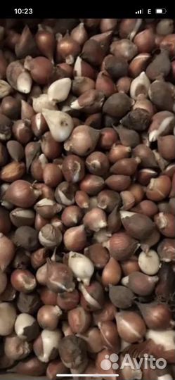 Луковицы тюльпанов