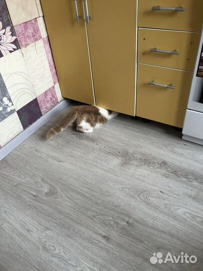 Экзотическая кошка