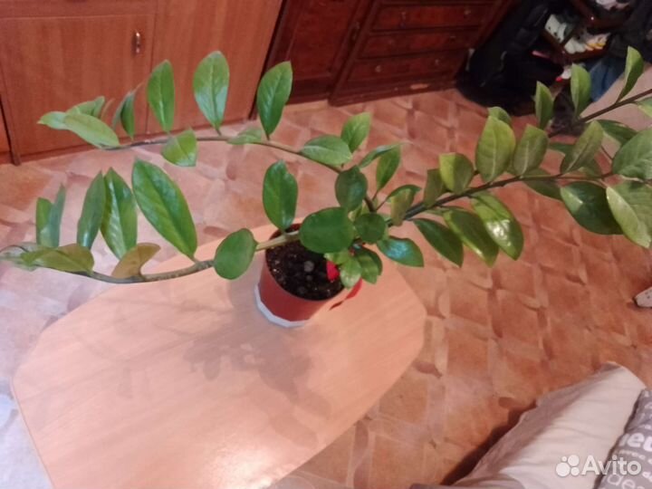Комнатные цветы