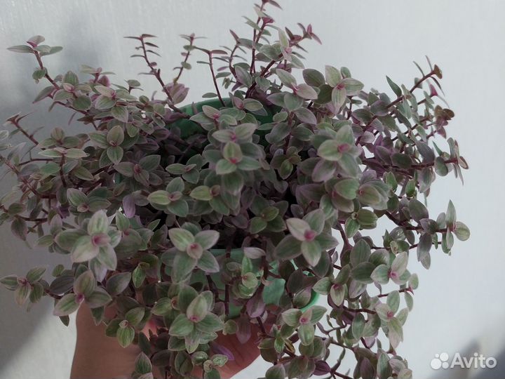 Комнатные цветы