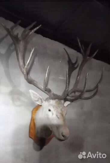 Чучело головы оленя