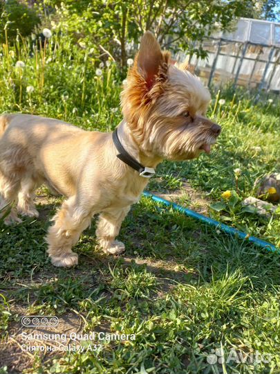 Кобель вязка йорка-голдаст (очень редкого окраса)