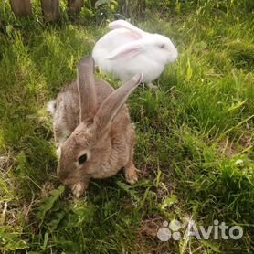 кролики мясных пород - Авито